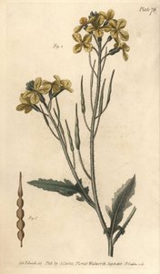 Vild rädisa, Raphanus raphanistrum, Siliquosa. Handkolorerad kopparstick av F. Sansom av en botanisk illustration av Sydenham Edwards för William Curtis