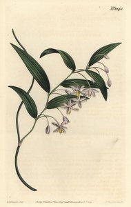 Wombatbär, eller bredbladiga eustrephus, Eustrephus latifolius. Handkolorerad kopparstick av F. Sansom Jr. efter en illustration av Sydenham Edwards från William Curtis