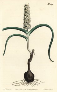 Wurmbea monopetala (Mångblommig melanthium, Melanthium monopetalum). Handkolorerad kopparstick av F. Sansom Jr. efter en illustration av Sydenham Edwards från William Curtis