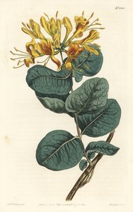 Gulblommig träbina, Lonicera flava. Handkolorerad kopparstick av F. Sansom Jr. efter en illustration av Sydenham Edwards från William Curtis