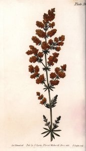 Gul gaillet eller gul mjölkvaktel. Färgad kopparstick, illustration av Sydenham Edwards (1768-1819) för Conferences of Botanical, Botanical Garden of Lambeth (England) av Sydenham Teast Edwards