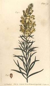 Gul padda lin eller snapdragon, Antirrhinum majus, Angiospermia. Handkolorerad kopparstick av F. Sansom av en botanisk illustration av Sydenham Edwards för William Curtis