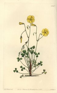 Gul skogssorrel, Oxalis micrantha (Cummings oxalis, Oxalis cummingii). Handkolorerad kopparstick av S. Watts efter en illustration av William Herbert från Sydenham Edwards