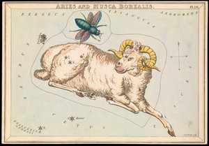 Aries och Musca borealis, ca 1825 (kort, papper, silkespapper)