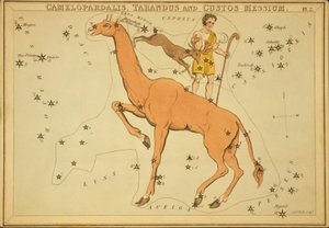 Camelopardalis, Tarandus och Custos Messium, Illustration från 