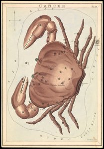 Cancer, ca 1825 (kort, papper, vävnad ) av Sydney Hall