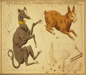Canis Major, Rabbit, Columba Noah & Cela Sculptor, Illustration från 