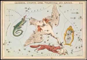 Lacerta, Cygnus, Lyra, Vulpecula och Anser, ca 1825 (kort, papper, vävnad) av Sydney Hall