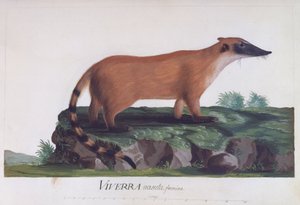 Kvinna av Viverra nasuta, färgad gravyr av Sidney Parkinson (ca 1745-1771)