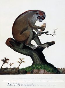 En långsam lemur