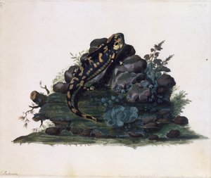 Salamander, akvarell av Sidney Parkinson (ca 1745-1771), Storbritannien