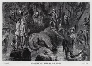 Elefant dödad av kung Edward VII (litho)
