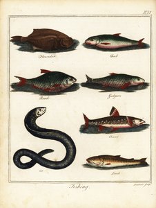 Fiske: flundra, färna, mört, kola, röding, ål, loach. 1792 (gravyr)