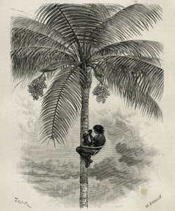 La recolte de la wax de palmier ceroxylon, dans le Quindio (Colombia), gravyr av Taylor och Ferdinandus, för att illustrera berättelsen L