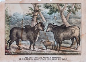 Helig boskap från Indien (wc på papper) av T. W. Strong