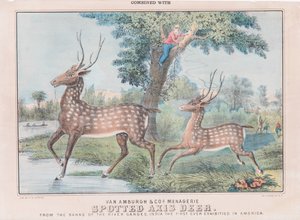 Spotted Axis Deer (wc på papper) av T. W. Strong