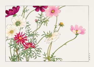 Kosmosblomma från "Seiyou Sokazufu"