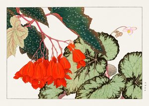 Cracklin Rosie Begonia-blomma från "Seiyou Sokazufu"