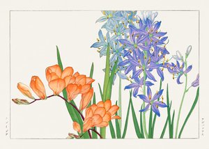 Freesia-blomma från "Seiyou Sokazufu"