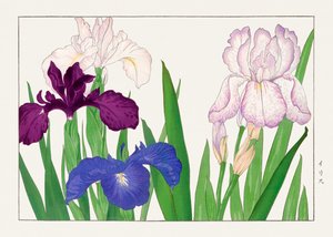 Irisblomma från "Seiyou Sokazufu"