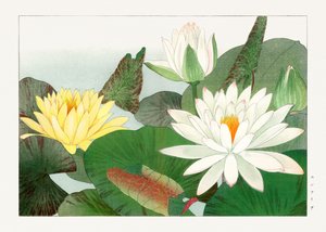 Nymphaea lotus från "Seiyou Sokazufu