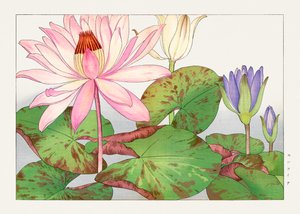 Nymphaea lotus från "Seiyou Sokazufu