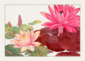 Nymphaea lotus från "Seiyou Sokazufu
