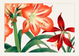 Vintage amaryllisblomma från "Seiyou Sokazufu"