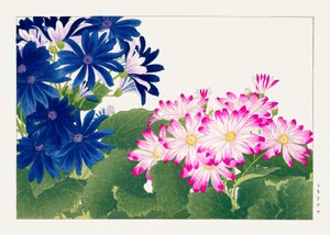 Vintage cineraria blomma från "Seiyou Sokazufu"