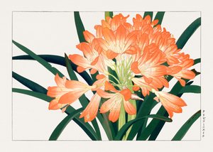 Vintage cliviminiata-blomma från "Seiyou Sokazufu"