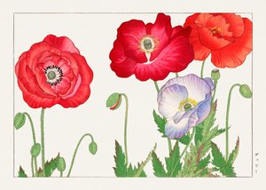 Vintage vallmoblomma från "Seiyou Sokazufu"