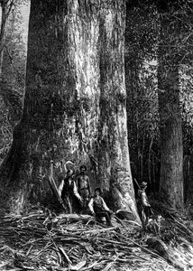 Jätteeukalyptus, Australien, 1886
