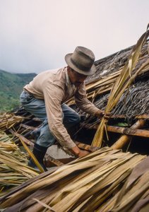 En colombiansk jordbrukare täcker sitt tak med sockerrörsblad. - nära Pamira, Colombia SA av Ted Spiegel