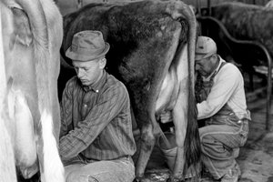 Jordbrukspraktikant lär sig att mjölka kor på North Carolina Industrial Training Cen... av Ted Spiegel