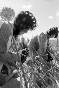 Familjejordbrukaren Ed Ker på A.M. Ker Ranch är en jordbrukande homesteader som odlar alfalfa... av Ted Spiegel
