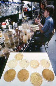 Doktorand vid University of Illinois studerar rekombinant DNA i Library of... av Ted Spiegel