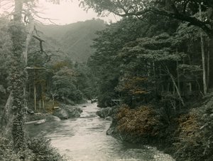 Höstskog i Yamanaka-regionen, cirka 1900 - 1915 (fotografi)