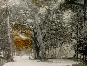 Hundraåriga träd i Shimogamo Park, Kyoto, cirka 1900 - 1915 (fotografi)