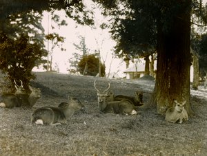 Dovhjort i Kasauga Taisha-parken, Nara, cirka 1900 - 1915 (fotografi) av Teijiro Takagi