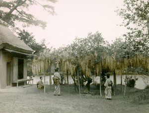 Glycin i blom vid Nagaoka - Kyo i Kyoto cirka 1900 - 1915 (fotografi)