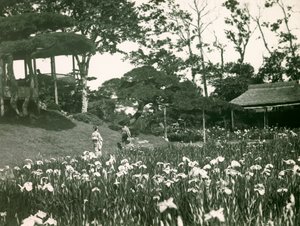 Horikiri Shobuens iris-trädgård i Tokyo, ca 1900 - 1915 (fotografi) av Teijiro Takagi