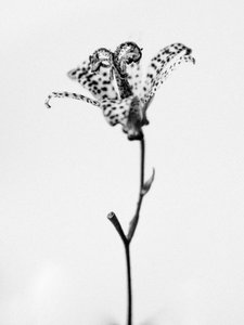 Amid the Flowers 18, 2021 (s/v-foto) av Teis Albers