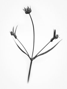 Amid the Flowers 34, 2021 (s/v-foto)