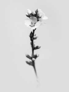 Amid the Flowers 55, 2021 (s/v-foto) av Teis Albers
