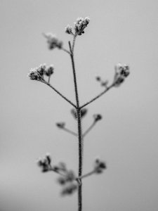 Amid the Flowers 5, 2021 (s/v-foto) av Teis Albers