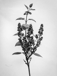Amid the Flowers 66, 2021 (s/v foto) av Teis Albers