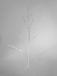 Amid the Flowers 69, 2021 (s/v-foto) av Teis Albers