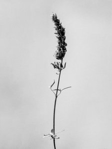 Amid the Flowers 74, 2021 (s/v-foto) av Teis Albers