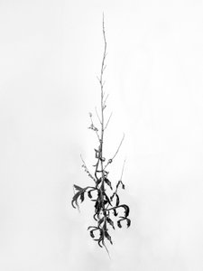 Amid the Flowers 80, 2021 (s/v-foto) av Teis Albers