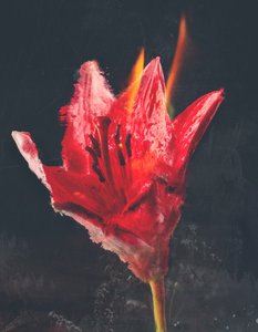 Combust, 2019 (blandade media på duk) av Teis Albers